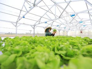 Lampu UV Bisa Tingkatkan Produktivitas Tanaman Hidroponik, Ini Caranya