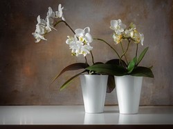 Dipercaya Bawa Hoki, 6 Tanaman Ini Dianjurkan Ada di Dekat Pintu Masuk