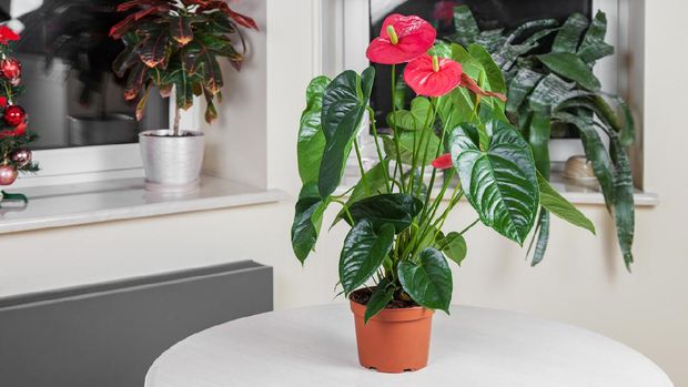 Ilustrasi anthurium
