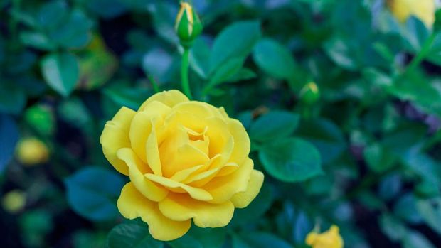 Yellow Rose Blooming in Garden,new westminster,bc,canada