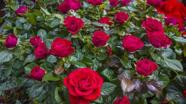 Rose, Blume, Einzelne Blume, Pflanze, busch, viele