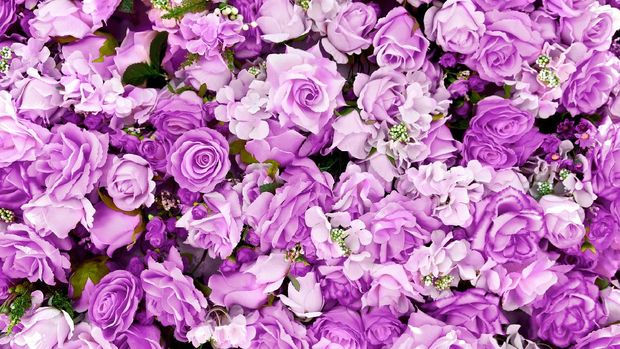 Purple rose flowers bouquet background for Valentine's Day decoration, top view.