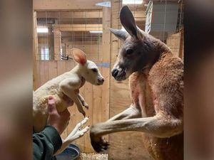 Sangat Langka, Kebun Binatang Ini Dianugerahi Kelahiran Kanguru Putih
