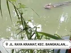Viral Video Buaya Memangsa Manusia di Bangkalan, Polisi: Hoaks