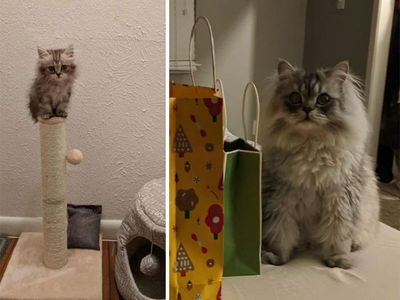Super Gemas! Potret Before After Versi Kucing