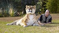 Aneh Tapi Nyata, Hewan Ini Persilangan Harimau dan Singa