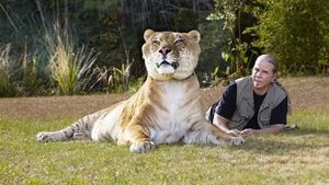 Aneh Tapi Nyata, Hewan Ini Persilangan Harimau dan Singa