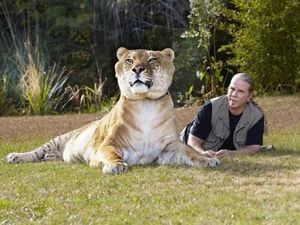 Aneh Tapi Nyata, Hewan Ini Persilangan Harimau dan Singa