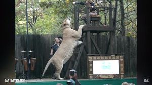 Wujud Hewan Langka Persilangan Harimau dan Singa
