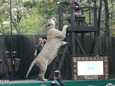 Wujud Hewan Langka Persilangan Harimau dan Singa