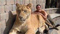 Ini Liger, Hewan Persilangan Harimau dan Singa