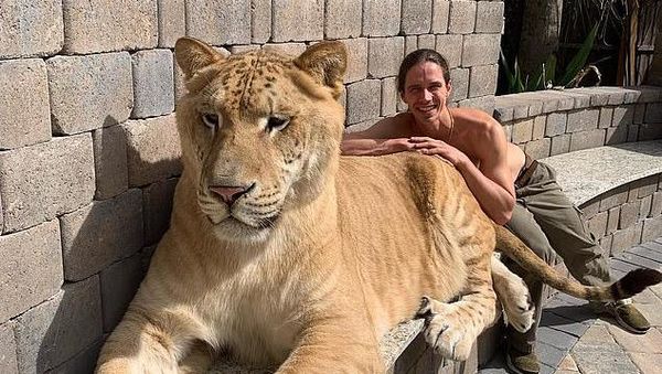 Ini Liger, Hewan Persilangan Harimau dan Singa