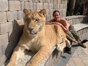 Ini Liger, Hewan Persilangan Harimau dan Singa