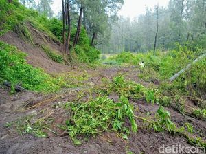 Longsor Ijen Susulan Kembali Terjadi Saat Dilakukan Pembersihan Material