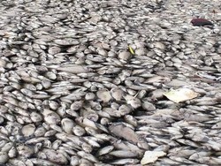 Diduga Tercemar Limbah, Ribuan Ikan di Setu Citongtut Bogor Mati