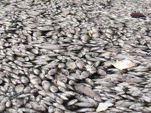Penampakan Ratusan Ribu Ikan Mati di Sungai Australia Penampakan Ratusan Ribu Ikan Mati di Sungai Australia
