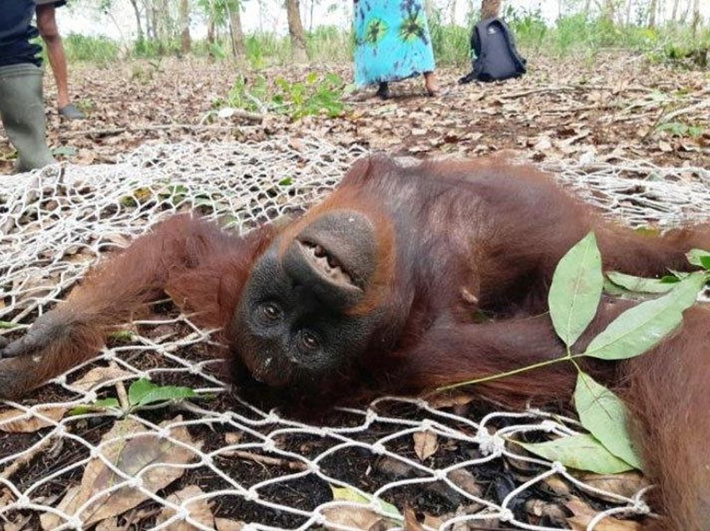 3 Orang Utan di Kalteng Dievakuasi, Kelaparan hingga Luka Senjata Tajam 3 Orang Utan di Kalteng Dievakuasi, Kelaparan hingga Luka Senjata Tajam