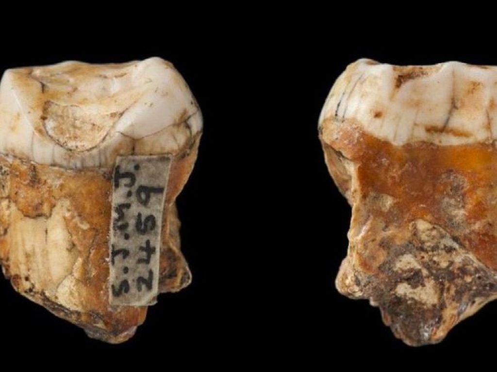 Temuan Gigi 48.000 Tahun Ungkap Kawin Silang Neanderthal dan Homo Sapien
