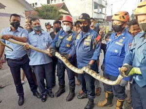 Ngeri! Ular Sanca Batik 4 Meter Muncul Dari Atap Rumah Warga di Makassar