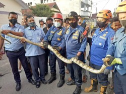 Ngeri! Ular Sanca Batik 4 Meter Muncul Dari Atap Rumah Warga di Makassar