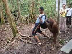12 Cara Menikmati Tanjung Puting Lebih Menyenangkan
