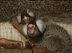 Ada Koleksi Hewan Baru di Ragunan, Mampir Yuk!