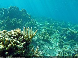 Amboi Nasib Si Ambai