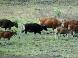 Banyuwangi, Surga Petualang di Ujung Timur Pulau Jawa