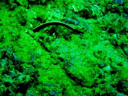 Batu Badiri, Jetty dan Middle Point Lokasi Penyelaman yang Luar Biasa