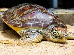Bercanda dengan Penyu di Pulau Penyu, Bali