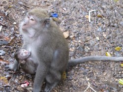 Bercengkrama dengan Monyet di Hutan Monyet Pusuk, Lombok