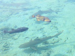 Berenang Bareng Hiu, Bukan Berenang Biasa