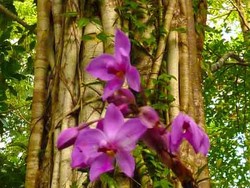 Berpedoman Pada Suara Alam