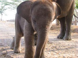 Bersahabat Dengan Gajah di Taman Nasional Way Kambas
