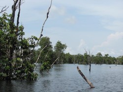 Berspeedboat di Atas Hutan