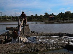 Bertani di Pulau Garam