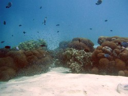 Burung Jalak, Kebanggaan Bali yang Hampir Punah