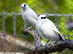 Burung Jalak, Kebanggaan Bali yang Hampir Punah