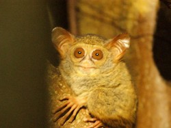 Cinta Sejati Tarsius