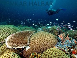 Diving di Halmahera Barat