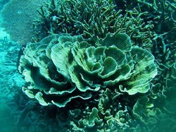 Eksotisnya Pantai dan Dunia Bawah Laut Kepulauan Anambas