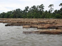 Gelondong Kayu Yang Membuat Pilu