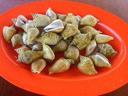 Gong-gong, si Keras yang Lembut