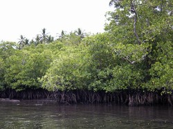 Hutan Mangrove di Desa Sawai