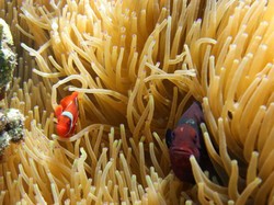 Jelajah Bunaken, Terpesona Siladen