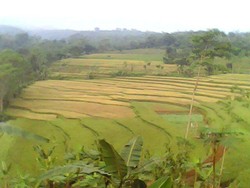 Kaki Gunung Ungaran: Menyusuri Jalur-jalur Tersembunyi Bag. 2