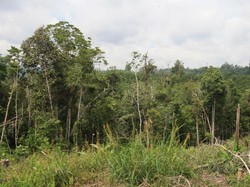 Kawasan Lindung Taman Raja