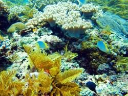 Keanekaragaman Hayati Seri