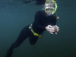 Kelana Keajaiban Kakaban