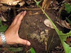 Kerajaan Semut di Tengah Kota